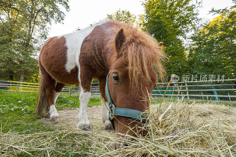 可爱的设得兰小马在马场吃干草