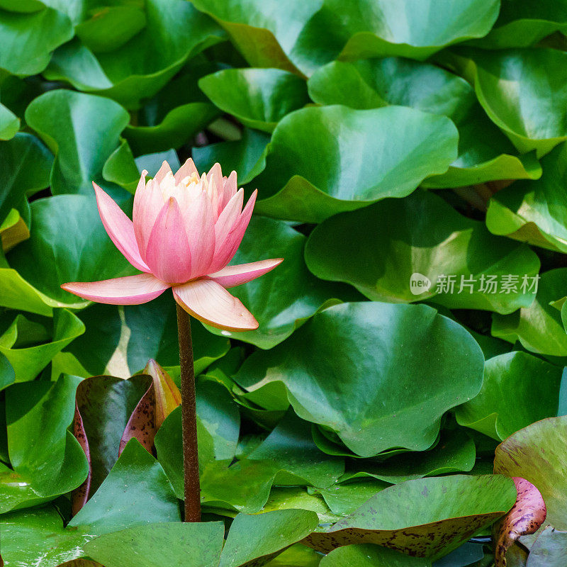 神奇的大亮粉色睡莲或莲花佩里的橙色日落池塘。美丽的睡莲在水中从斑点叶子上升起。花卉景观为自然墙纸