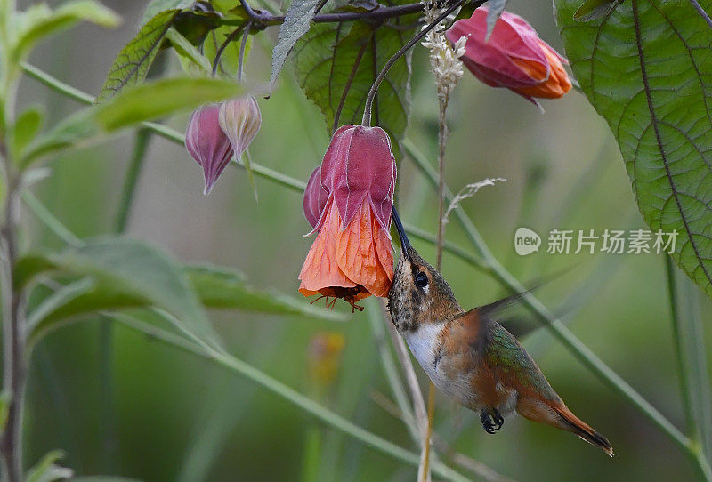 雌性闪烁蜂鸟在红色和橙色的花附近飞行