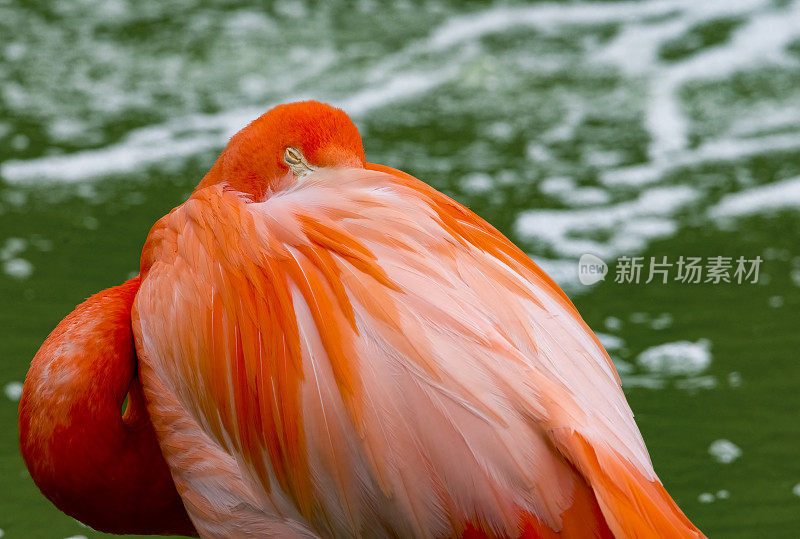 粉红色的火烈鸟在水中休息