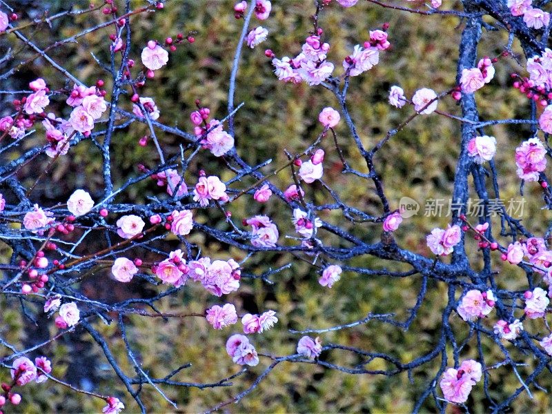 日本。2月。梅花日落后开。