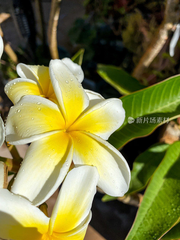 黄色plumeria