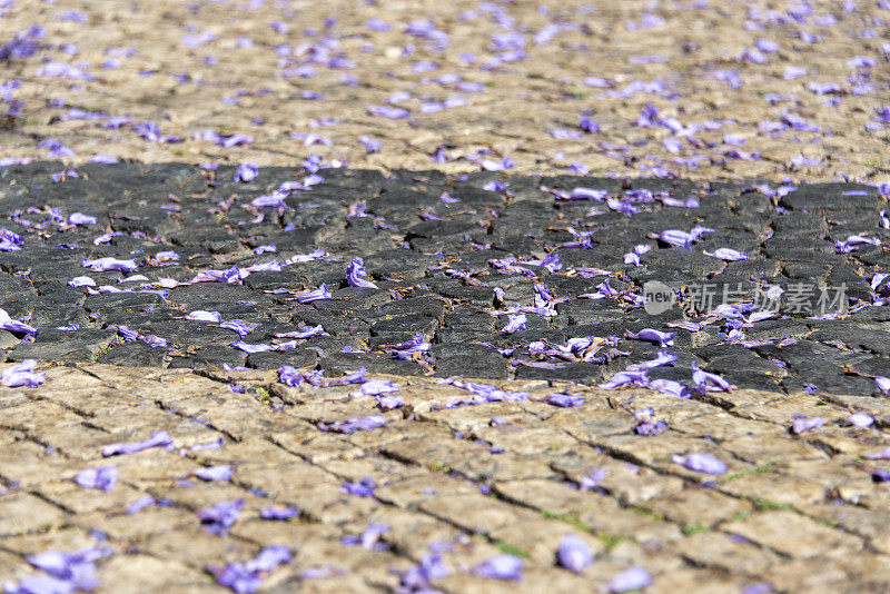 蓝花楹