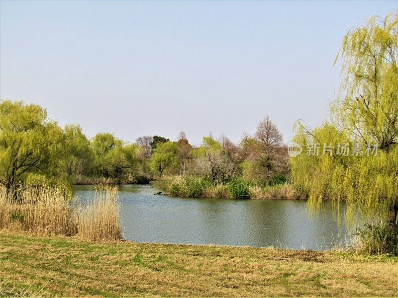日本。3月底。池塘，垂柳环绕。的印象。