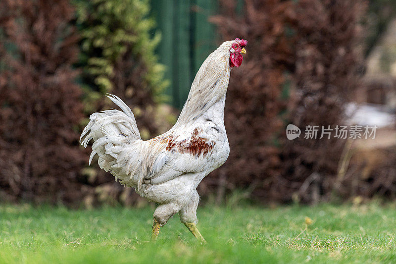 白色公鸡在草坪上行走的近景侧视图