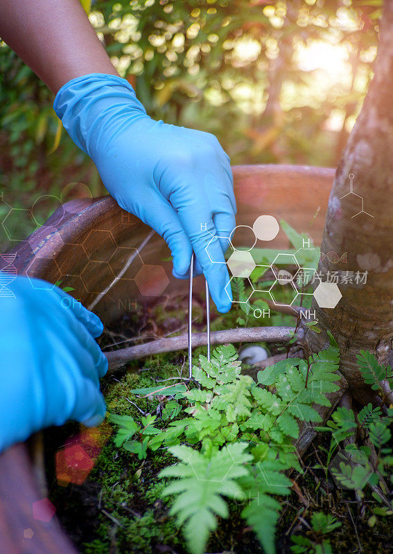 植物科学研究，染色体DNA与遗传，科学家研究。