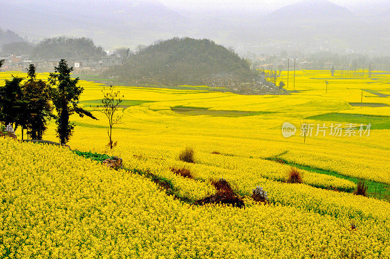 中国云南罗平的油菜花田