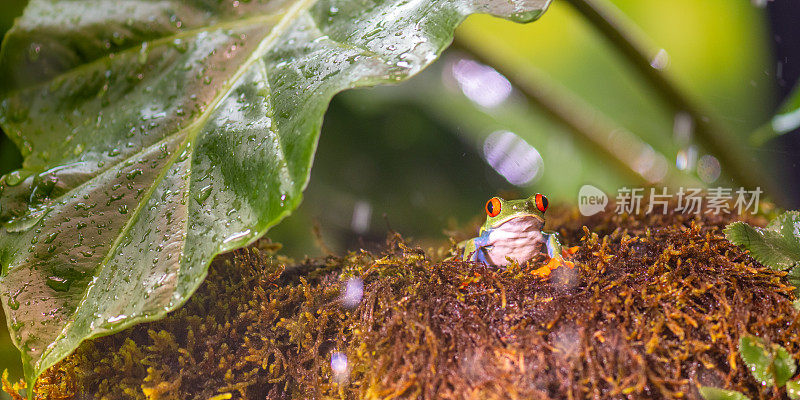 潮湿的绿色植被，红眼的树蛙坐在苔藓上