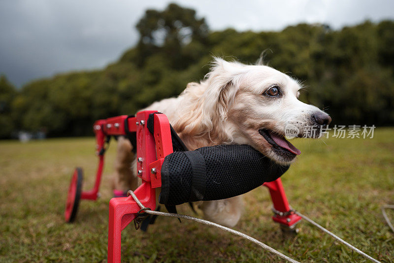 残疾狗的肖像在它的红色轮椅