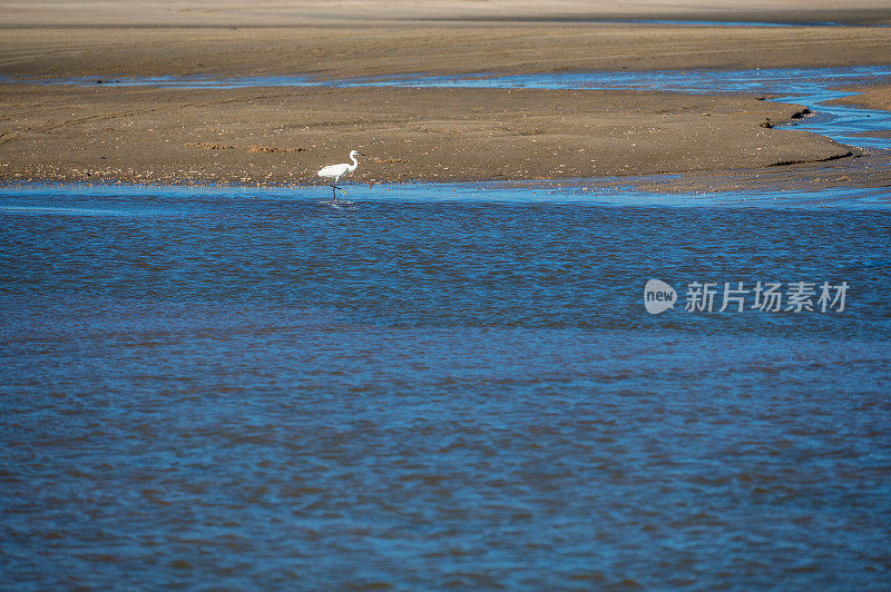 一只白鹭在金色的沙滩和蓝色的海水之间