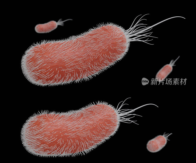 分离的铜绿假单胞菌细菌细胞