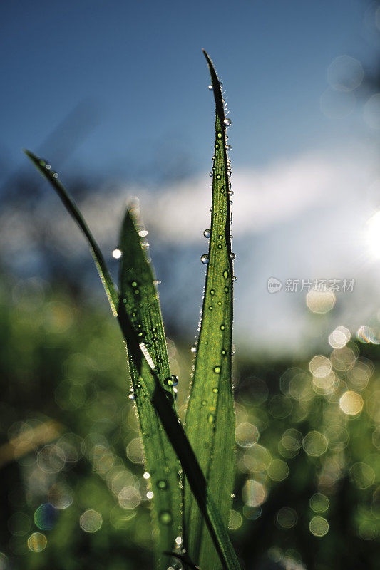 在冬日的阳光下，露珠覆盖着一片荒芜的草坪上的草叶，映衬着蓝天。