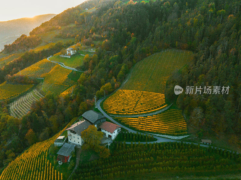 秋天葡萄园的风景鸟瞰图