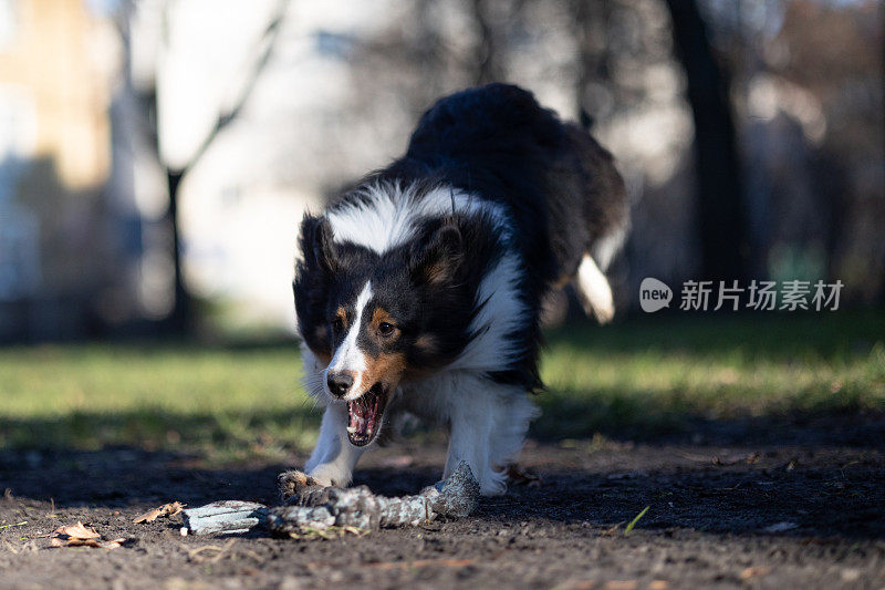 喜乐蒂牧羊犬