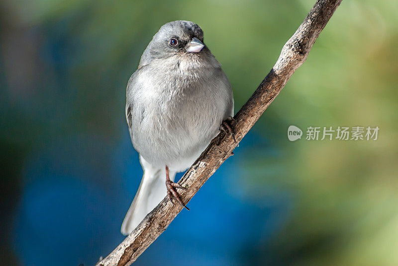 黑眼Junco