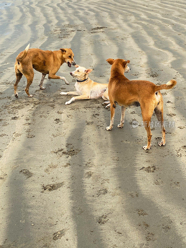 印度果阿的Palolem海滩，三只印度野生流浪狗在退潮时在沙滩上奔跑和粗糙的房屋，杂种狗在水边玩耍和嬉戏