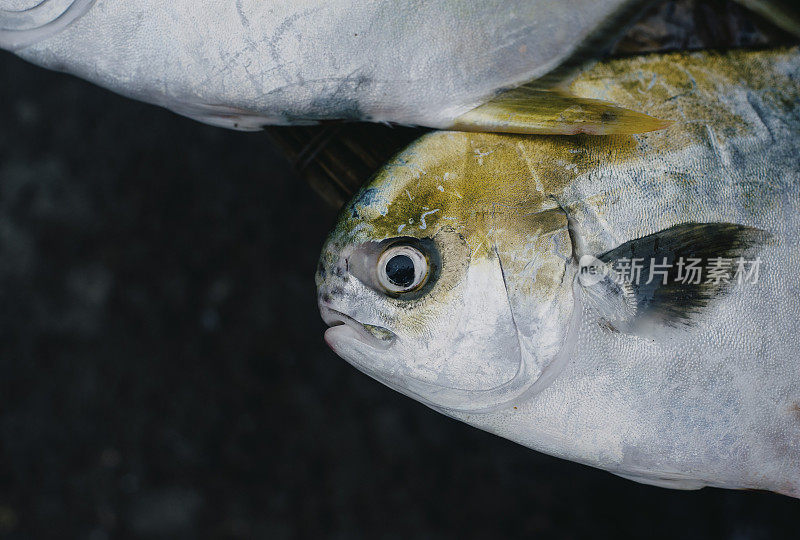 越南芽庄当地市场出售的鱼类