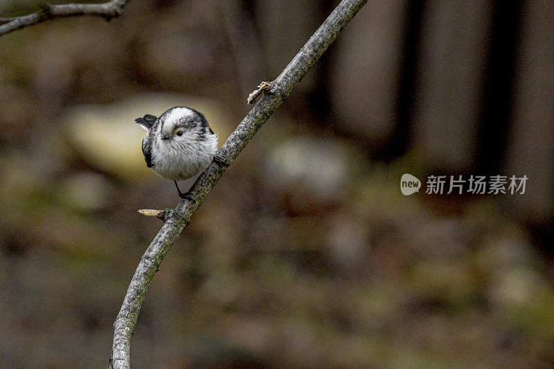 树枝上的鸟