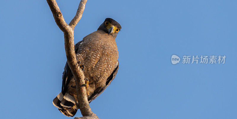 凤头蛇鹰高高在上，背景是湛蓝的天空。在斯里兰卡的Yala国家公园，一只黄眼睛的蛇鹰盯着摄像机。