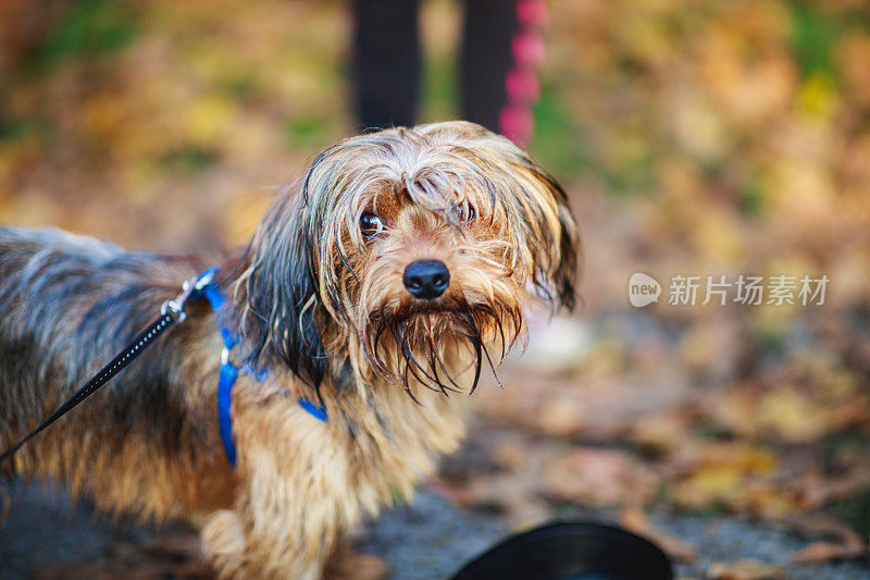 可爱的多毛混种狗拴在秋天的户外