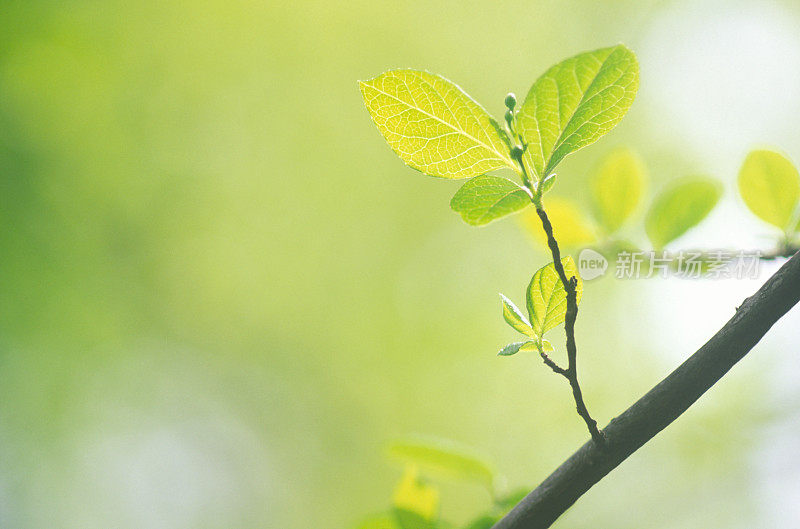 森林里新鲜的树芽