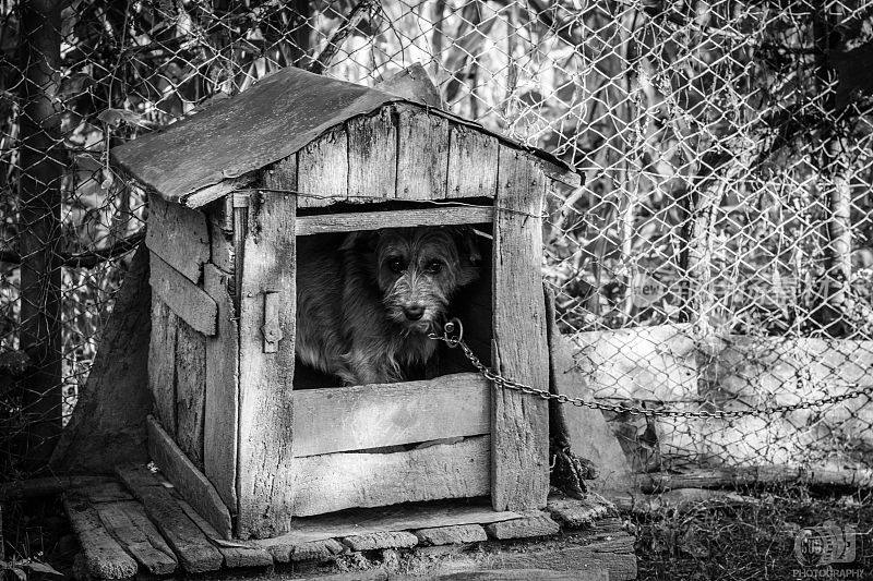 白天一只狗在木制狗屋的灰度镜头