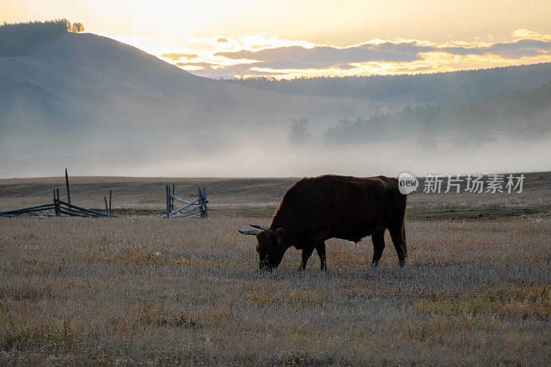 在大雾弥漫的早晨，牛和公牛在以山为背景的田野上吃草。在蒙古荒原上吃草的动物。