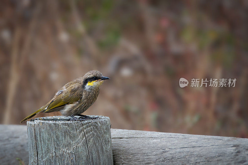 黄面蜜雀(卡利加维斯)