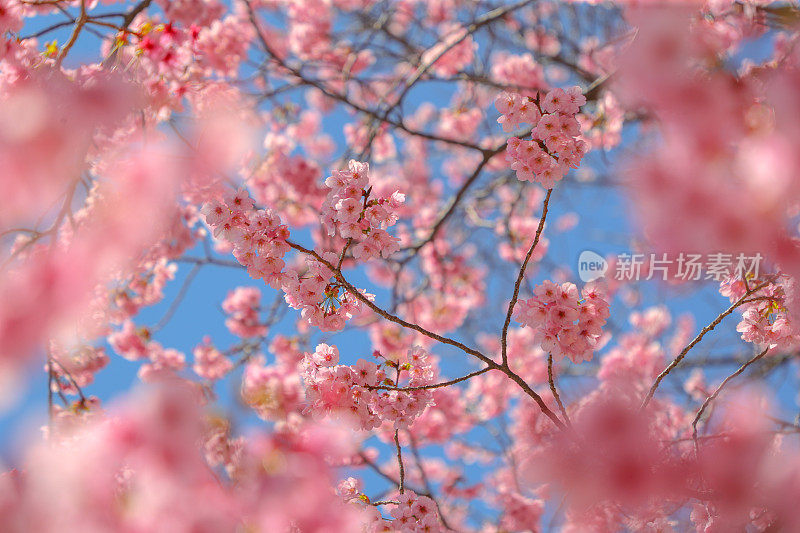 春天樱花的特写图像