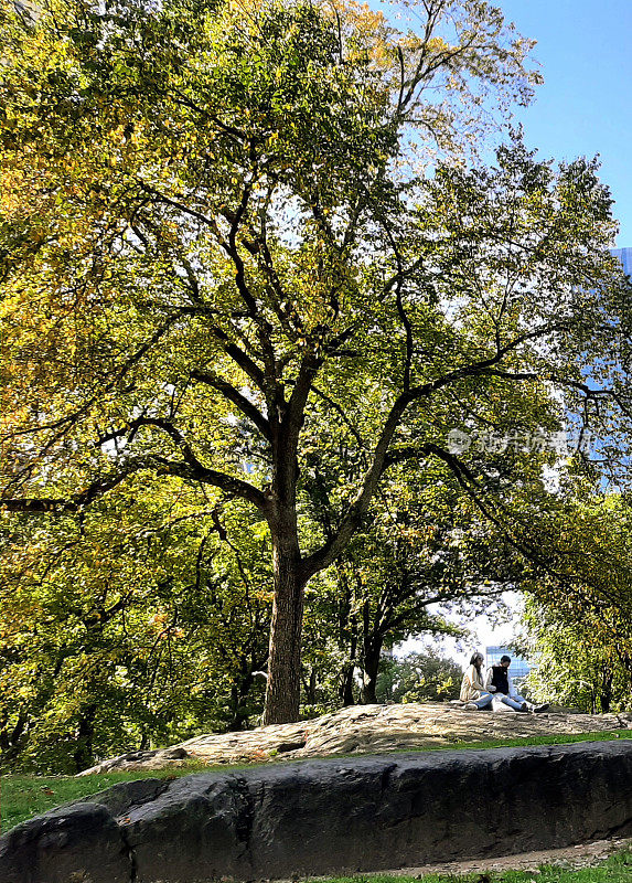 下午晚些时候，一对夫妇在巨大茂盛的树木包围下享受中央公园