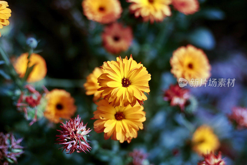 特写镜头的黄雏菊花在花园里