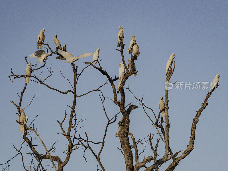 秃树上的鸟