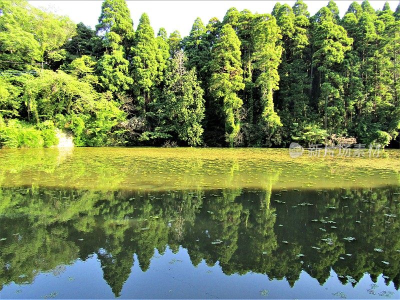 日本。五月森林湖。的印象。
