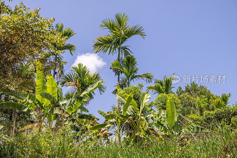 椰子树和香蕉