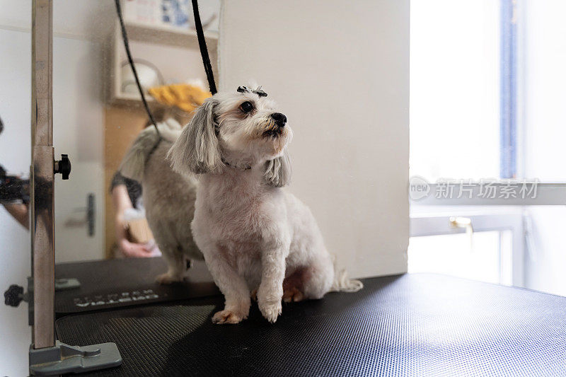 在宠物美容中心，马尔济斯犬的肖像