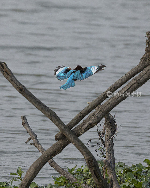 白喉翠鸟，smyrnensis，在飞行中:印度