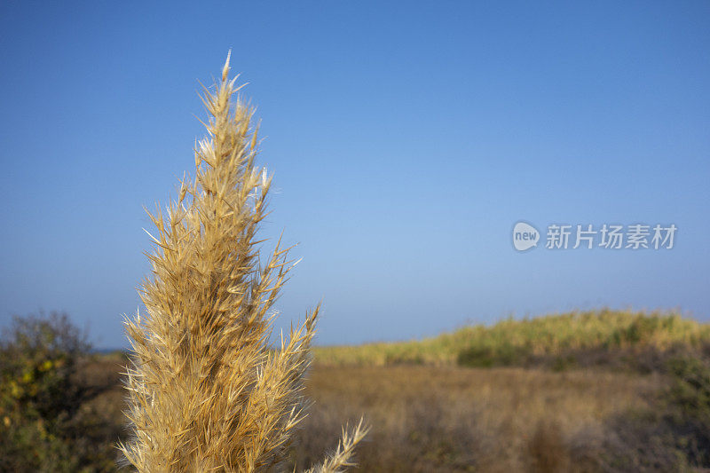 芦苇与天空