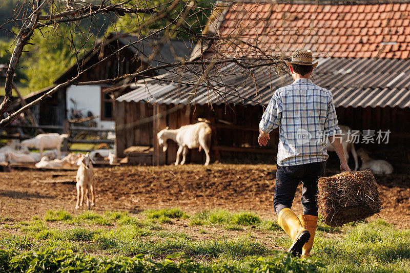 一位男农夫为他的山羊搬运干草。年轻的牧场主喂养可爱的宠物。农场以畜牧业为工业化生产的羊奶乳制品。农业经营和畜牧业。