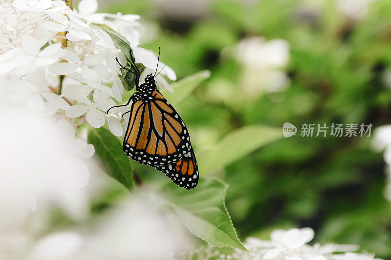 绣球花上的帝王蝶