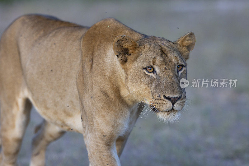 在非洲热带稀树草原的自然栖息地，母狮准备晚上狩猎