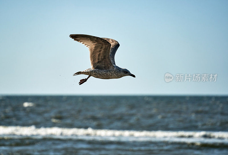 海鸥在沃林岛上的波涛汹涌的海面上飞翔