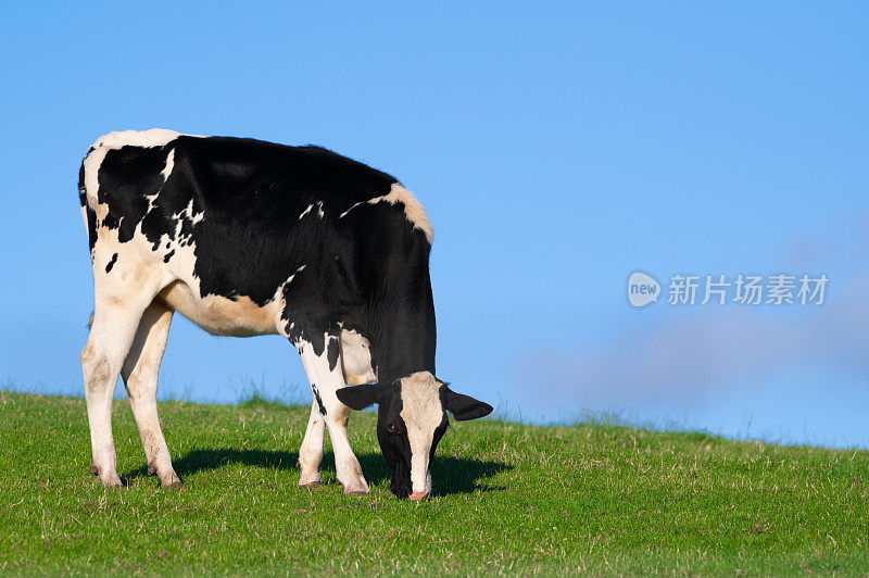 荷斯坦奶牛在牧场上吃草