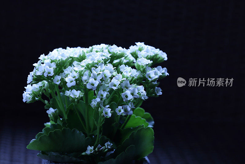 阿拉伯白芥(芸苔科)，又名雪地菜