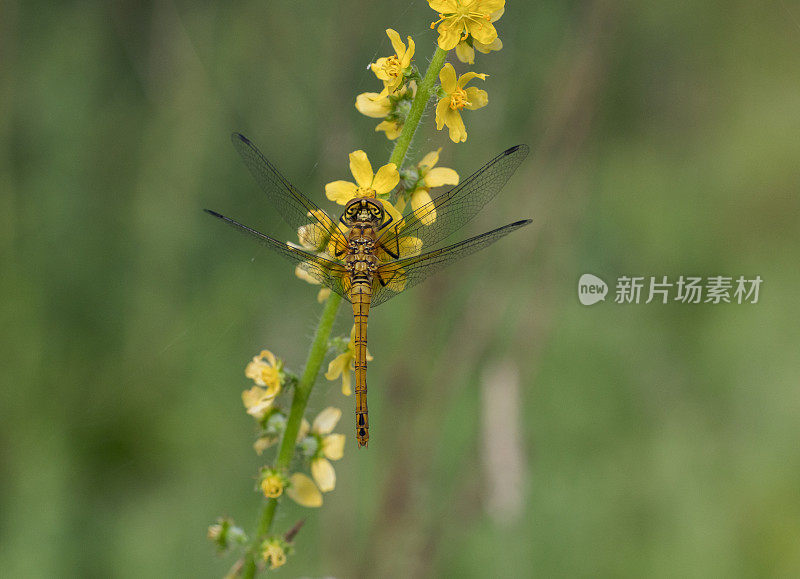 红红的蜻蜓