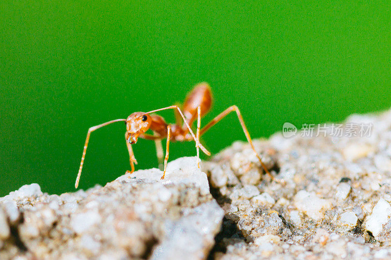 灰色岩石上的红蚂蚁。