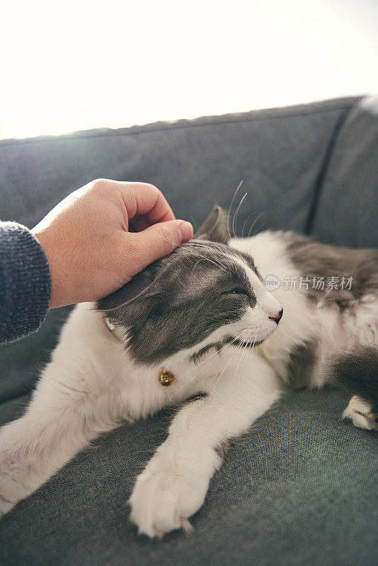 男人喜欢宠物灰猫