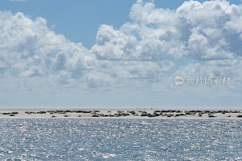 许多可爱的海豹在丹麦西海岸法诺的一个小沙丘上。