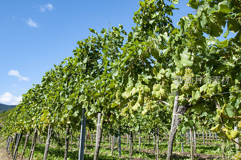 在奥地利著名的葡萄酒产区瓦豪(下奥地利)的秋季葡萄园徒步旅行。