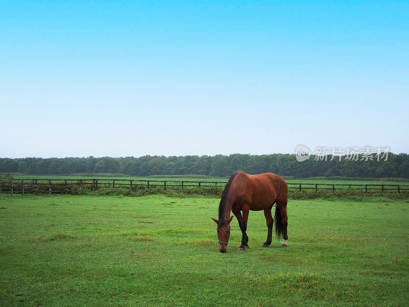 马在开阔的田野上吃草，背景是蓝天。用于插图背景图像或复制空间札幌钟楼