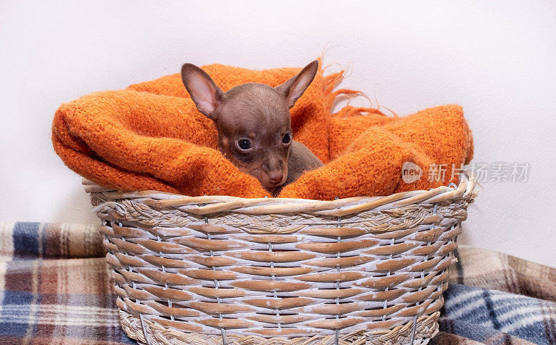 一只小狗，布拉格鼠犬，坐在一个柳条篮子里。